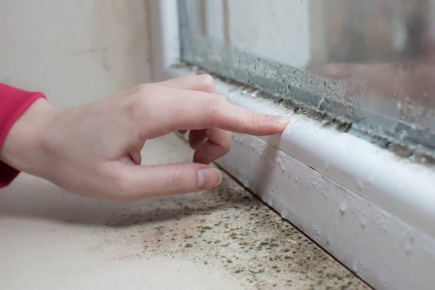 Best Attic Mold Removal  in Iselin, NJ
